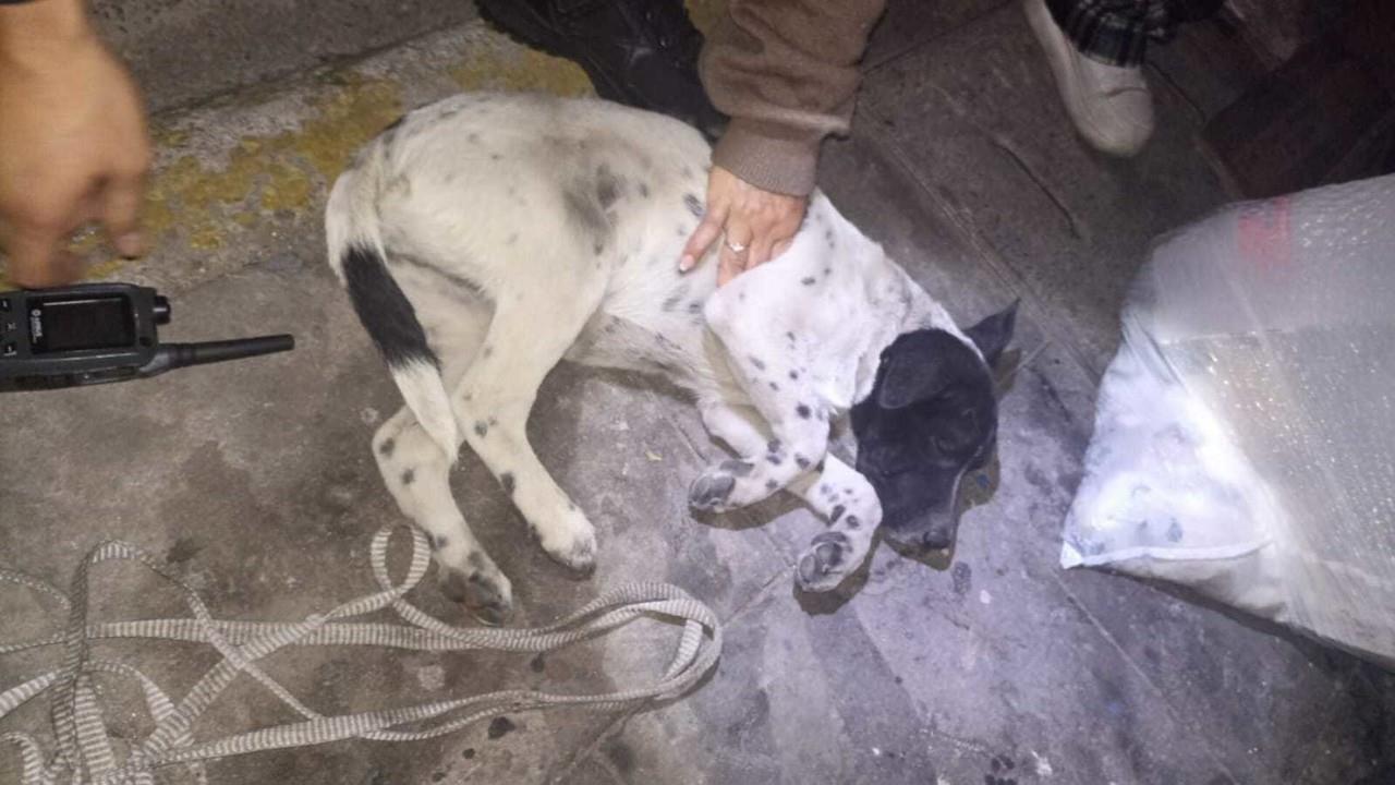 Entre maestra, policías y veterinaria salvan a perrita de un posible asesinato