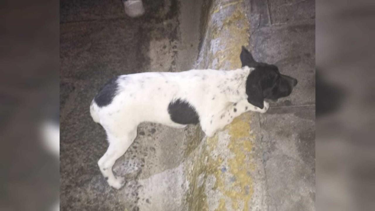 Entre maestra, policías y veterinaria salvan a perrita de un posible asesinato