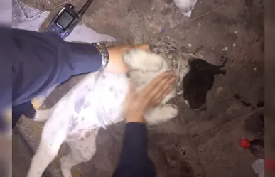 Entre maestra, policías y veterinaria salvan a perrita de un posible asesinato