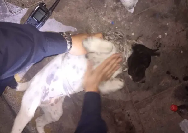 Entre maestra, policías y veterinaria salvan a perrita de un posible asesinato