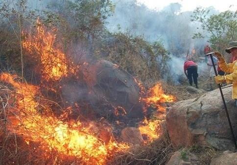 Hasta el momento se logró un control del 60 por ciento. Foto: Quadrantin.