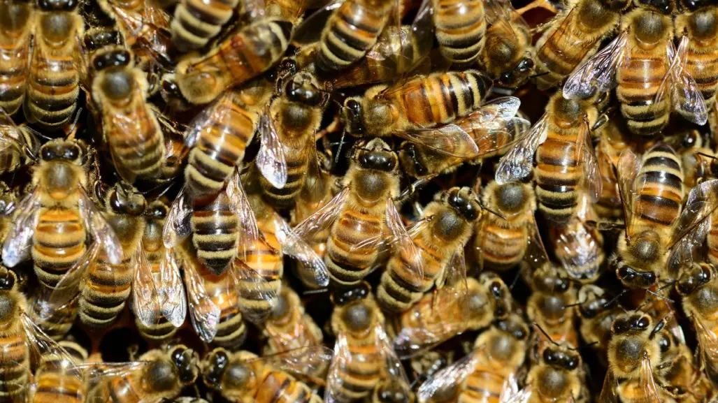 Protección Animal de Los Cabos atiende 16 reportes de abejas en 6 días