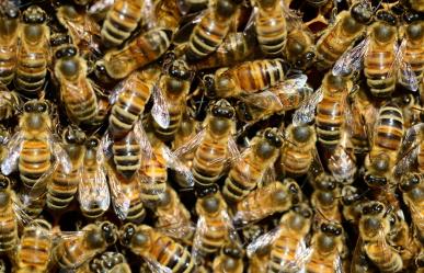 Protección Animal de Los Cabos atiende 16 reportes de abejas en 6 días