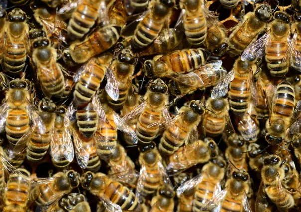 Protección Animal de Los Cabos atiende 16 reportes de abejas en 6 días