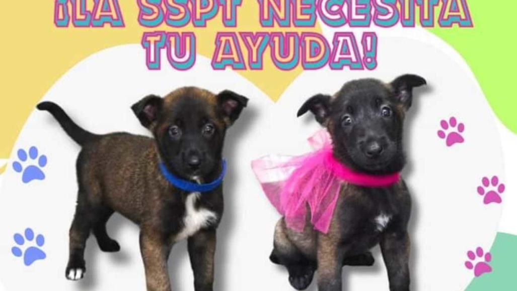 SSP pide ayuda a poner nombre a los nuevos cachorros