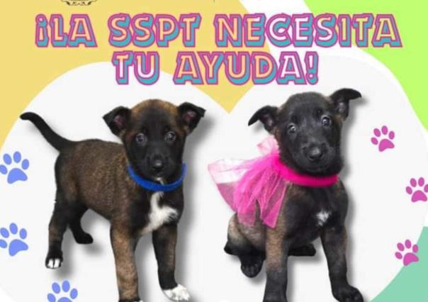 SSP pide ayuda a poner nombre a los nuevos cachorros