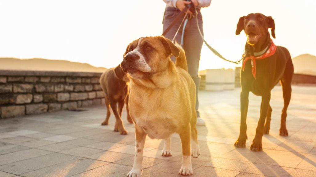 ¿Cómo detectar un golpe de calor en perros? Aquí te contamos