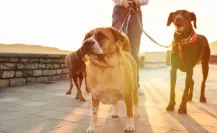 ¿Cómo detectar un golpe de calor en perros? Aquí te contamos