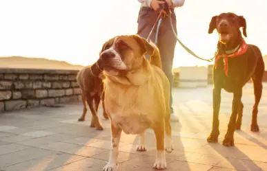 ¿Cómo detectar un golpe de calor en perros? Aquí te contamos