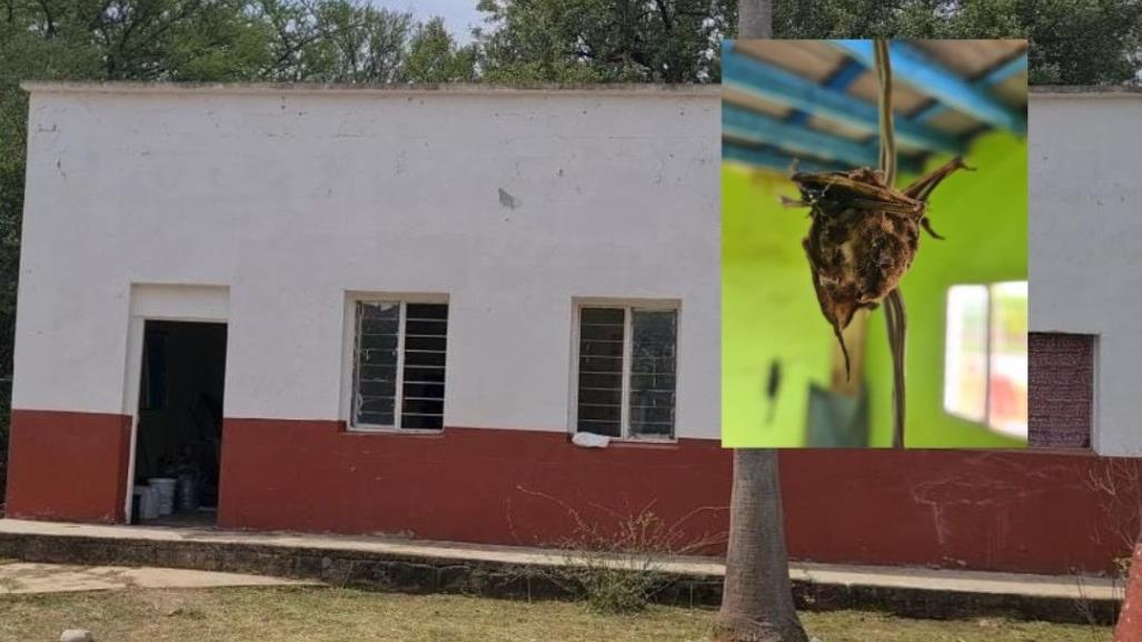 Murciélagos invaden escuela en Montemorelos