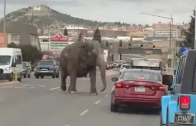 Elefante se escapa de circo y pasea en calles de Montana (VIDEO)