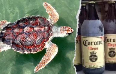 La caguama y la tortuga, descubre la relación de la cerveza con la vida marina