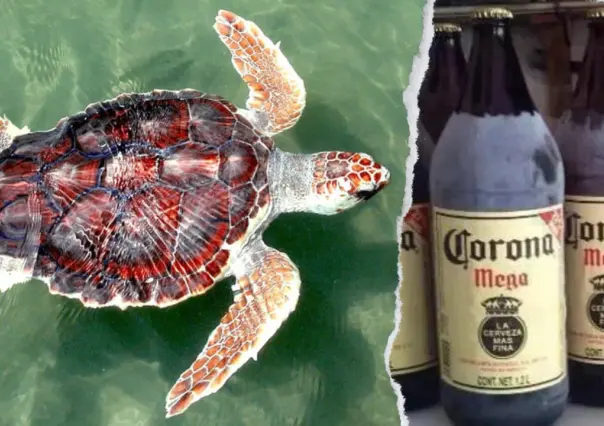 La caguama y la tortuga, descubre la relación de la cerveza con la vida marina