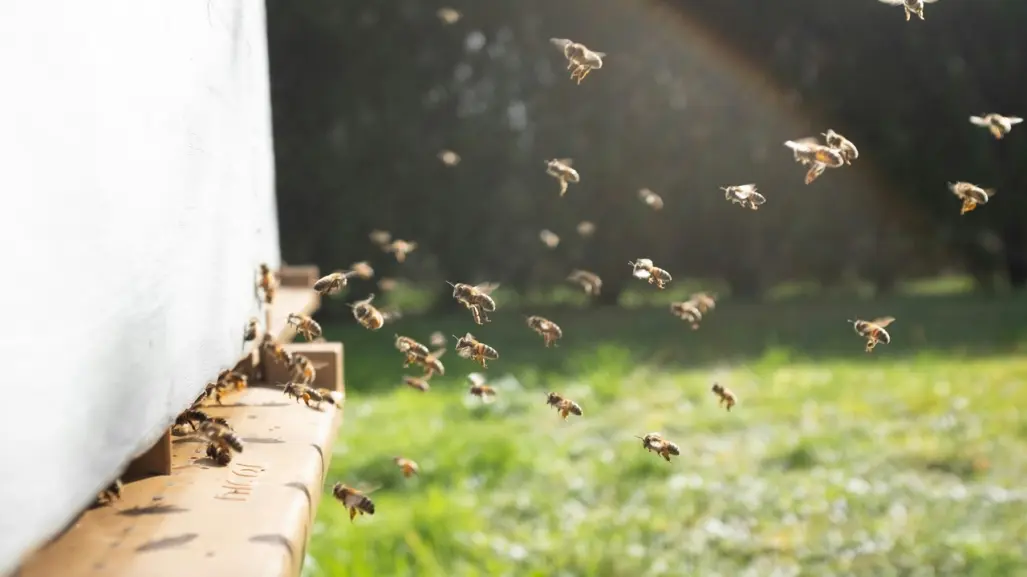 Apicultor denuncia envenenamiento masivo de abejas en Tizimín, Yucatán