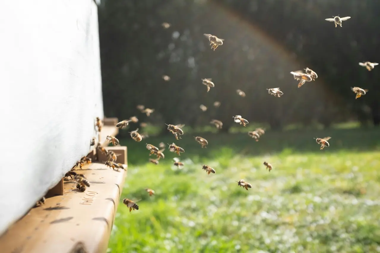 Apicultor alza la voz sobre la fumigación de maíz que mató 45 de sus colmenas. Foto: Unsplash