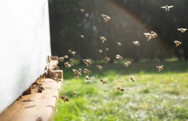 Apicultor denuncia envenenamiento masivo de abejas en Tizimín, Yucatán