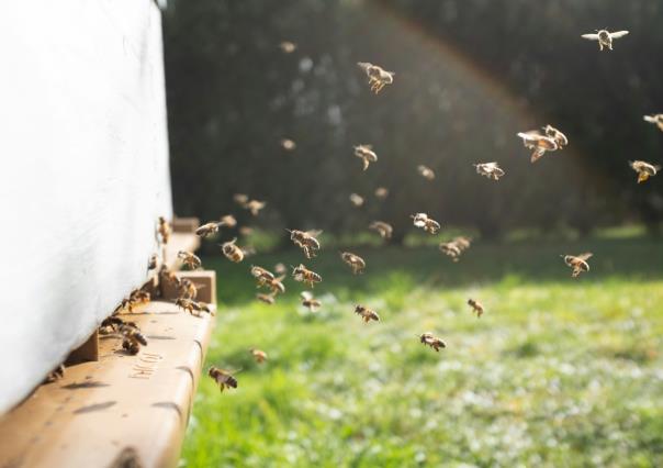 Apicultor denuncia envenenamiento masivo de abejas en Tizimín, Yucatán