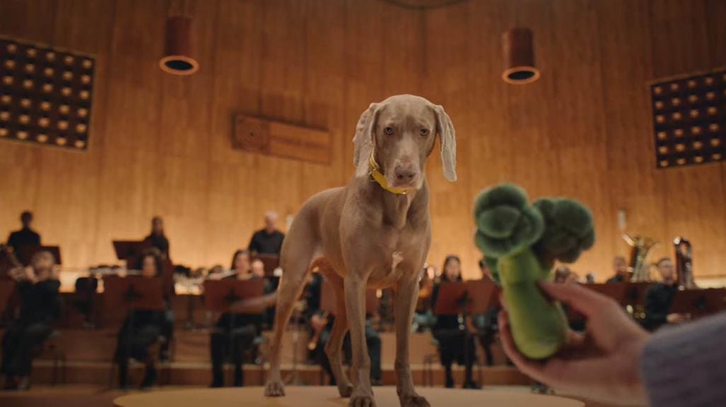 VIDEO: ¿Una orquesta dirigida por perritos? Así suena este divertido experimento