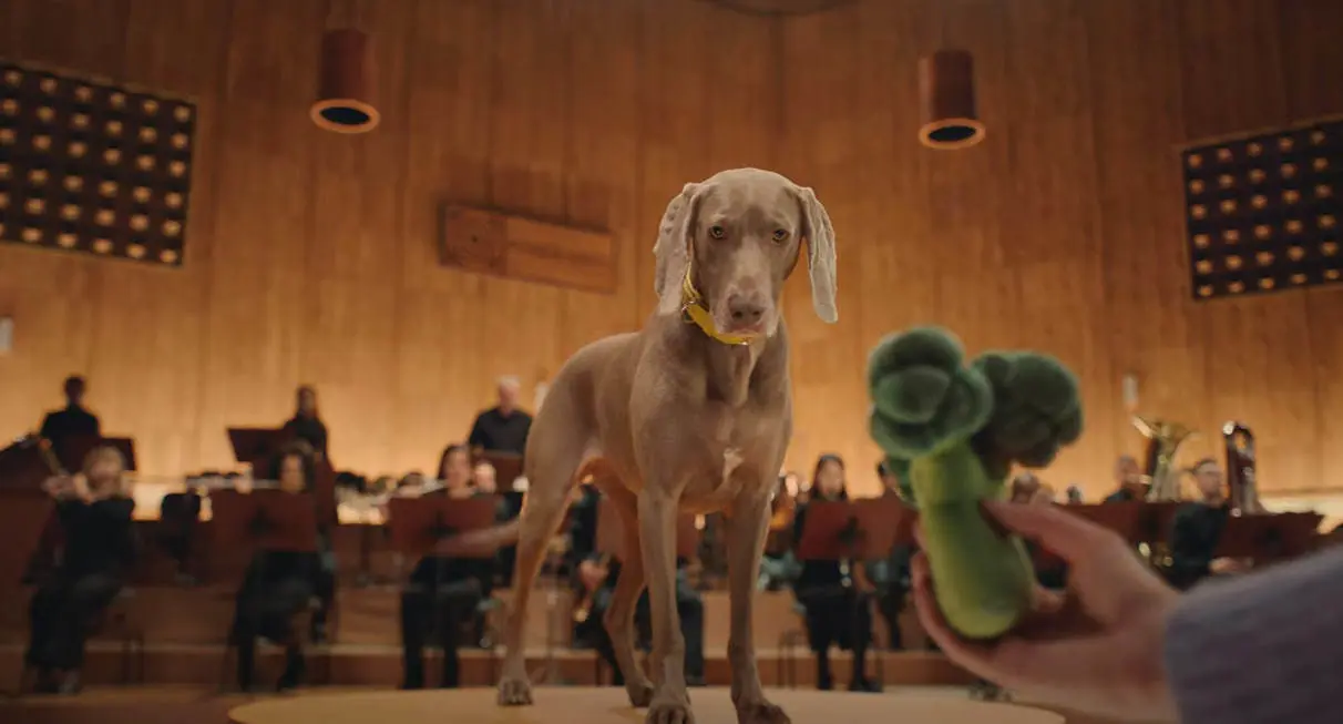 Los perritos se encargaron de llevar el tiempo y ritmo de la orquesta. (Fotografía: Youtube)