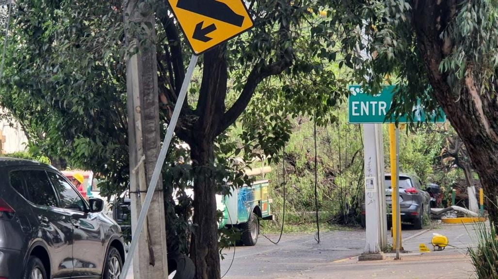 ¡Cuidado con el árbol!, viento derriba un árbol de 20 metros en Benito Juárez