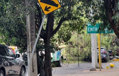 ¡Cuidado con el árbol!, viento derriba un árbol de 20 metros en Benito Juárez