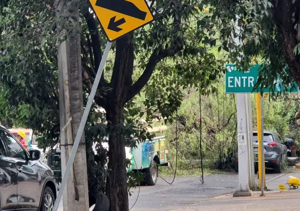 ¡Cuidado con el árbol!, viento derriba un árbol de 20 metros en Benito Juárez