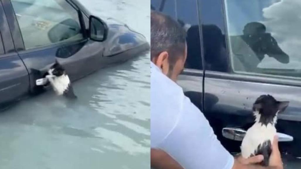 Gato se aferra a un auto en inundación y es rescatado en Dubái