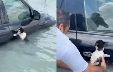 Gato se aferra a un auto en inundación y es rescatado en Dubái