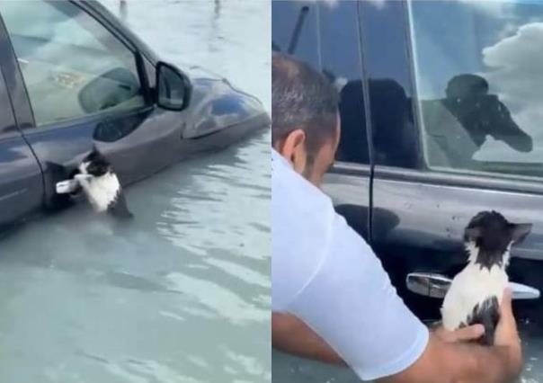 Gato se aferra a un auto en inundación y es rescatado en Dubái