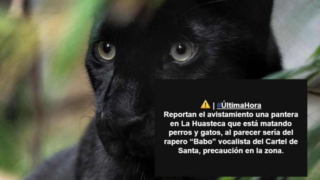 Avistan una pantera en la Huasteca; sería del rapero Babo