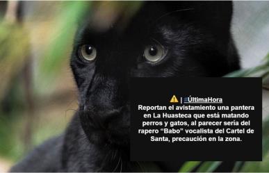 Avistan una pantera en la Huasteca; sería del rapero Babo