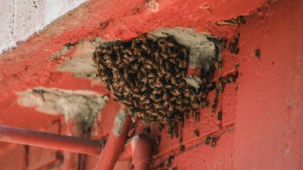 Revisarán escuelas ante temporada de enjambres de abejas