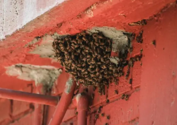 Revisarán escuelas ante temporada de enjambres de abejas