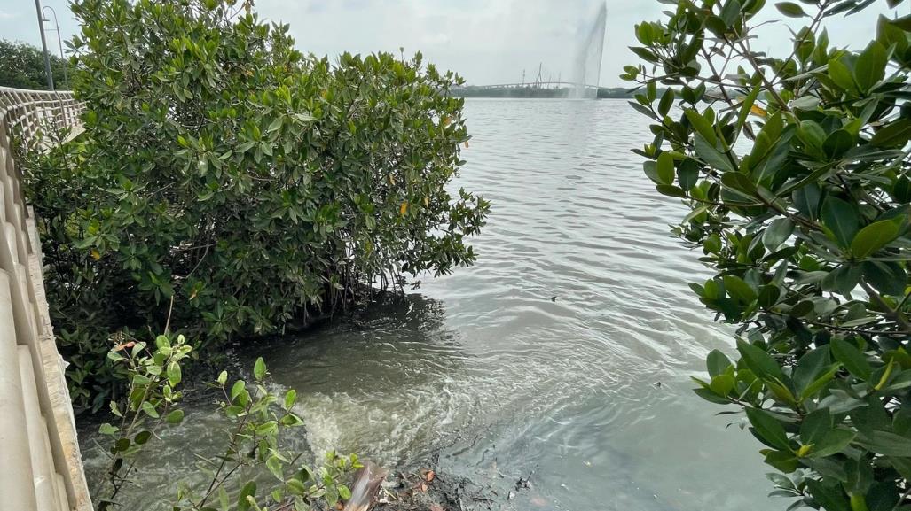 Descargan miles de metros cúbicos de aguas negras a Laguna del Carpintero