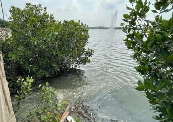 Descargan miles de metros cúbicos de aguas negras a Laguna del Carpintero