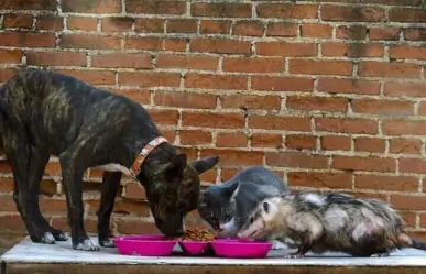 Animalistas se unirán el 5 de Mayo para la 4ta montaña de alimento en ciudad vic