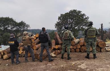 Desmantelan aserradero clandestino; recuperan madera de pino