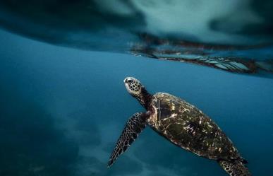 Sobreexplotan especies: pesca ilegal en restaurantes de Sonora