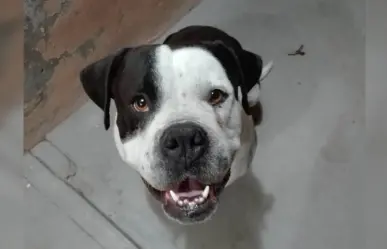 ¿Dónde y cuando puedes llevar a bendecir a tus mascotas?, aquí te lo decimos