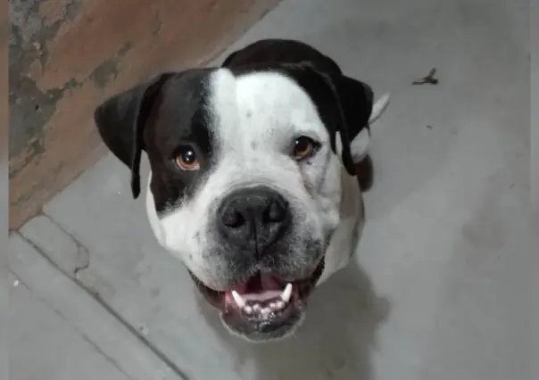 ¿Dónde y cuando puedes llevar a bendecir a tus mascotas?, aquí te lo decimos