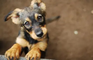 ¿Ganas de adoptar a un lomito? Aquí te decimos dónde hacerlo en CDMX