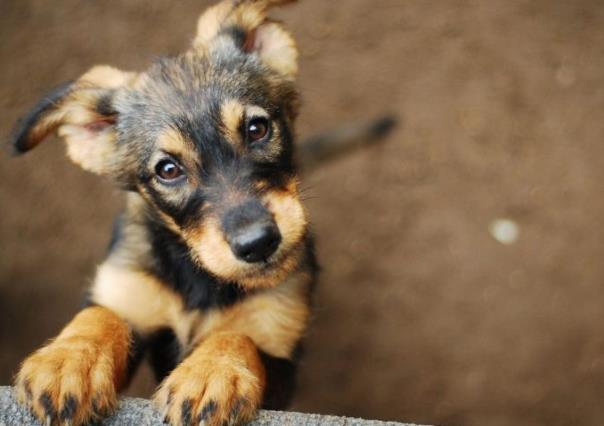 ¿Ganas de adoptar a un lomito? Aquí te decimos dónde hacerlo en CDMX