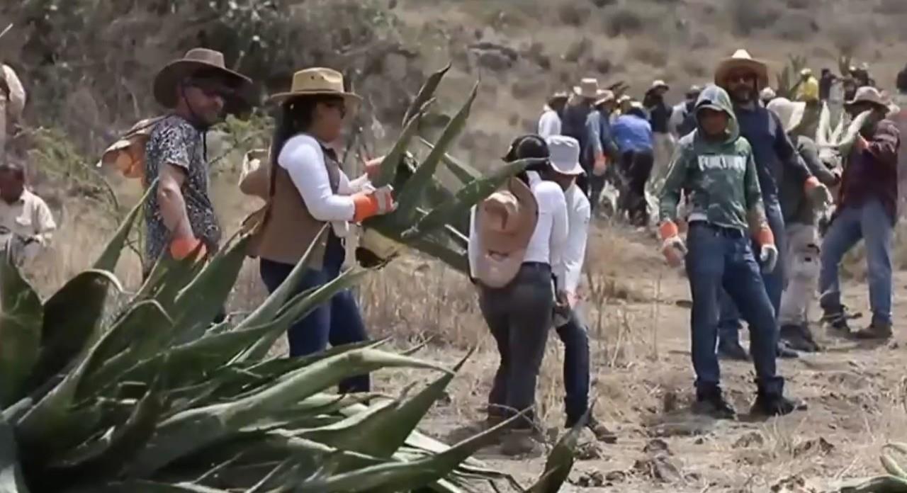 Siembran magueyes para mejorar la filtración de agua en Edomex