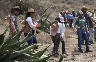 Siembran magueyes para mejorar la filtración de agua en Edomex