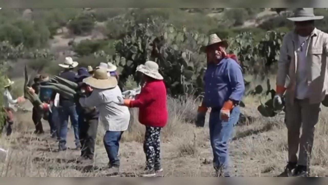 Siembran magueyes para mejorar la filtración de agua en Edomex