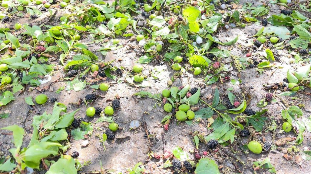 Granizada pinta de blanco al Cañón de San Antonio de las Alazanas en Coahuila