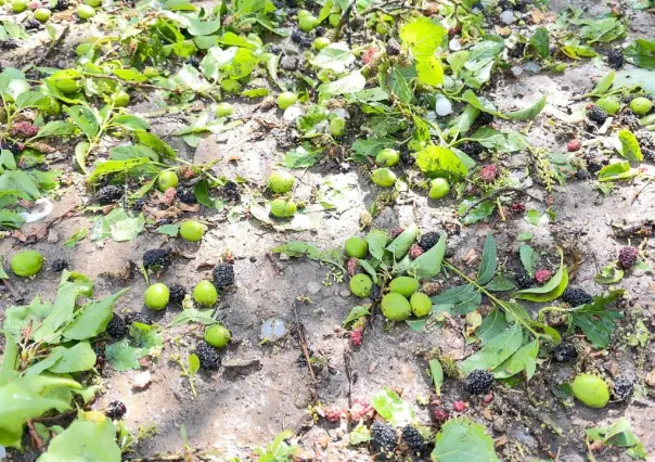 Granizada pinta de blanco al Cañón de San Antonio de las Alazanas en Coahuila