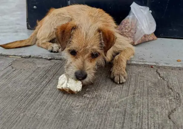 ¡Buscan a Gasolín! Perrito adoptado por una gasolinera