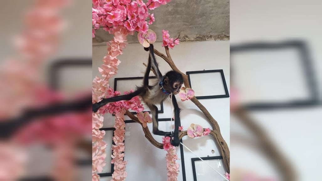 Compra de animales exóticos suele terminar en tragedia