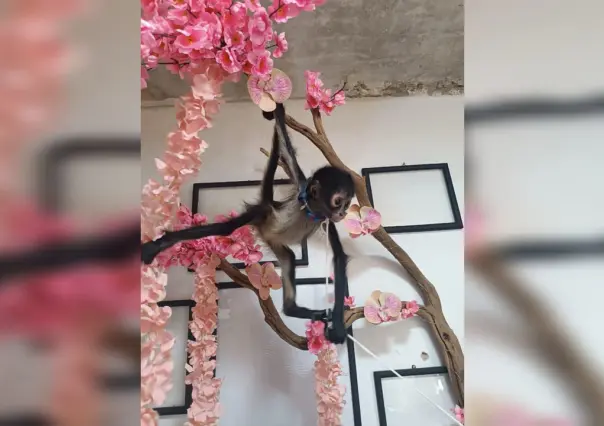 Compra de animales exóticos suele terminar en tragedia